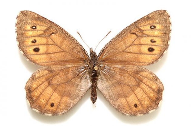 На Аляске обнаружен новый вид бабочек