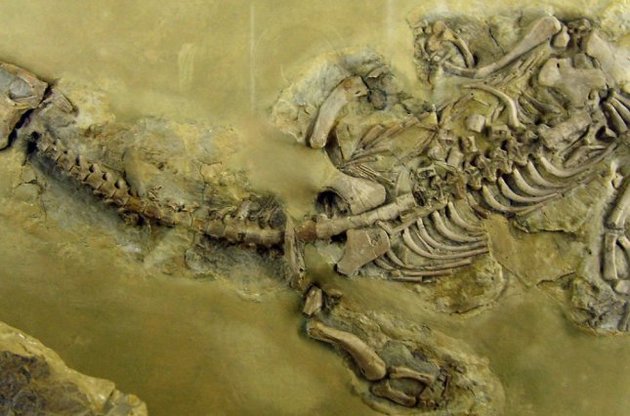 Вчені знайшли в скам'янілих рештках рептилій кровоносні судини і білок