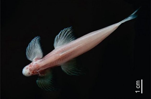 Риба повністю позбавлена зору і може дертися по стінах