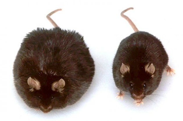 Ожиріння є наслідком хронічних запальних процесів