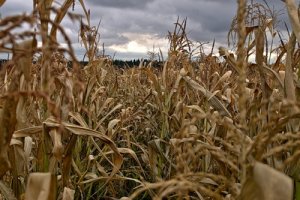 Українські виробники за 3 місяці вичерпали річні квоти на експорт до ЄС цукру та кукурудзи