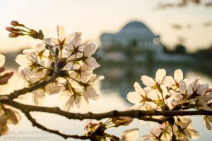 Найкращі фото фестивалю цвітіння сакури у Вашингтоні