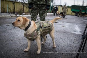 Прикордонники на травневі посилять пошук диверсантів і провокаторів