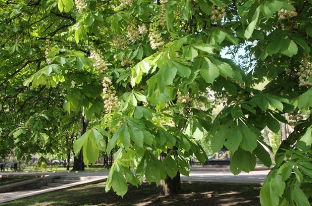 В Україні встановилася тепла погода