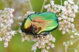 Спонтанні порядки весни