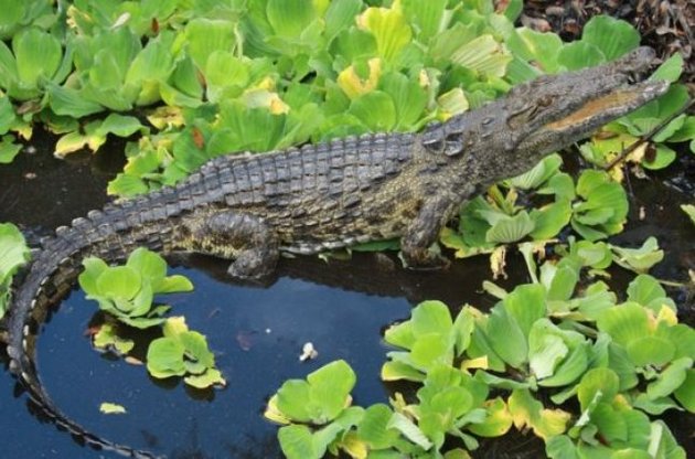 Во Флориде нашли крокодилов-людоедов из Африки