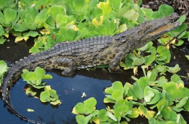 Один з трьох нільських крокодилів, виявлених у Флориді