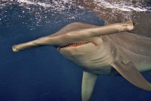 В Австралии удалось снять уникальные кадры охоты акул на кита