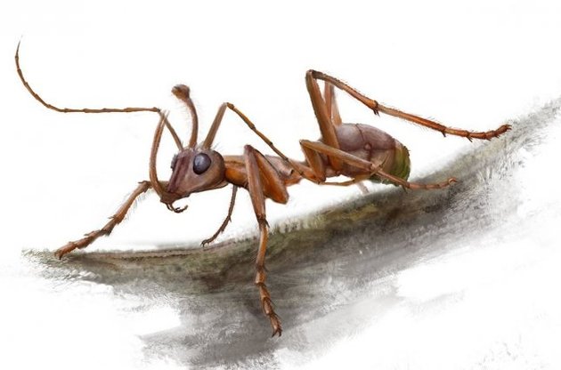 Палеонтологи обнаружили первых "рогатых" муравьев