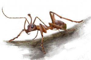 Палеонтологи обнаружили первых "рогатых" муравьев