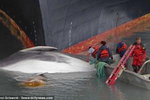 Круизный лайнер протаранил кита на Аляске