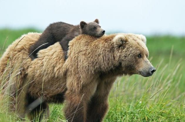 Медведицы используют людей в качестве "живого щита" - ученые