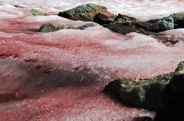 Розовый снег заставляет Арктику таять быстрее