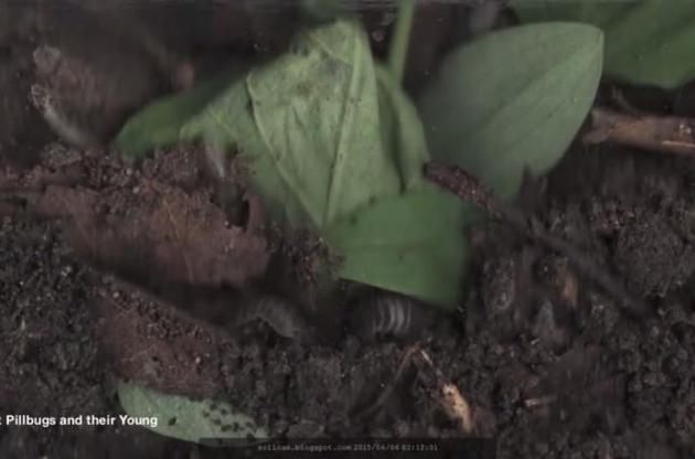 Ученый снял видео о "тайной жизни" почвы