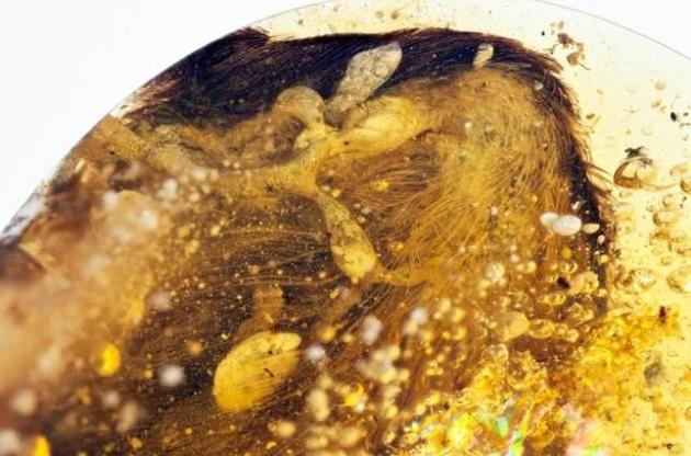 Палеонтологи обнаружили в янтаре останки древних птиц