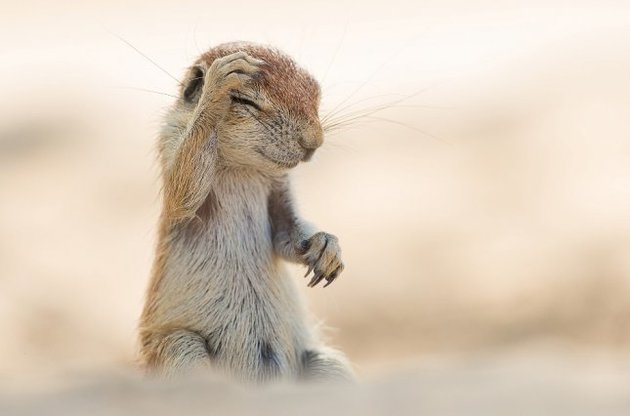 Человек стал причиной появления новых видов организмов