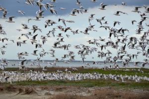 "Мои награды пахнут дымом и порохом…"