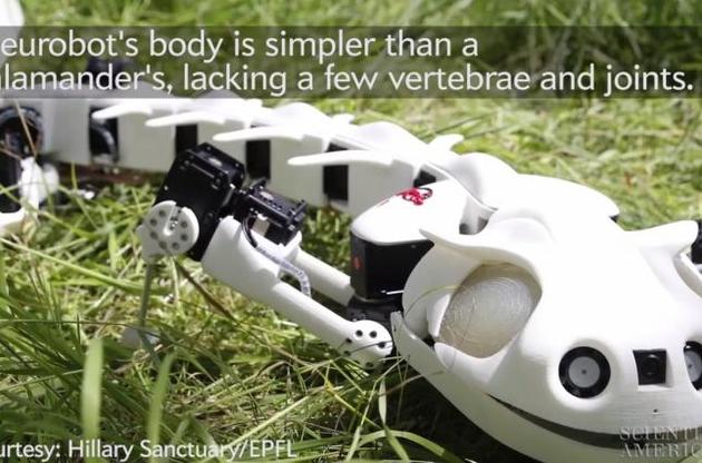 Робот имитирует движения саламандры