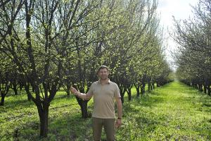 Продам яблоневый сад...