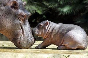 Бегемоти із зоопарку Пабло Ескобара загрожують екосистемі Колумбії – вчені