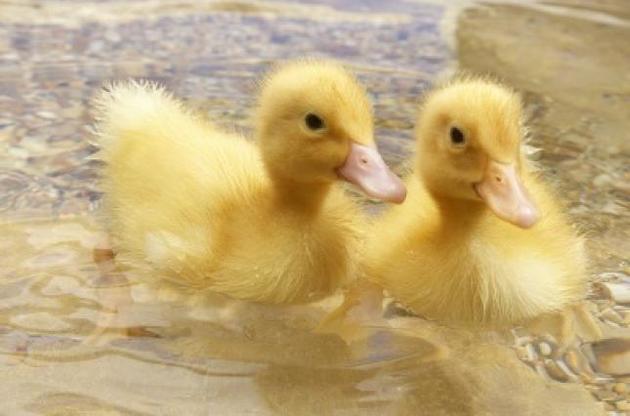 Каченята здатні мислити абстрактно