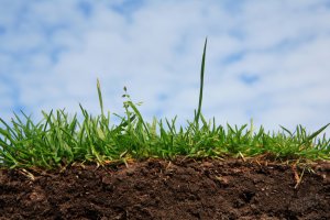 В Україні стрімко зменшується вміст гумусу в ґрунтах, а для зростання врожаю постійно розширюються орні площі
