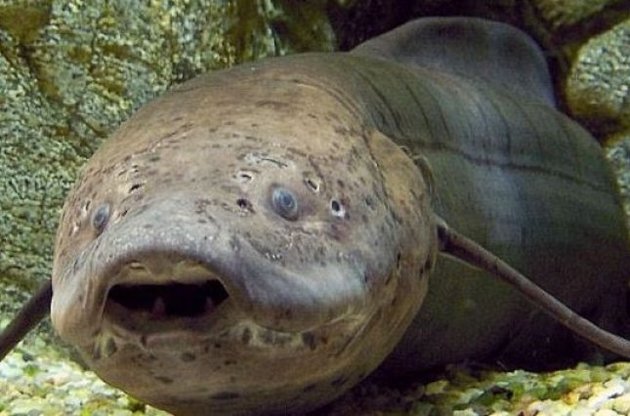 Вчені розповіли про те, як плавники риб трансформувалися в кінцівки тварин