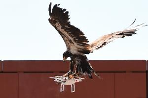 В Нидерландах полиция тренирует орлов для ловли дронов