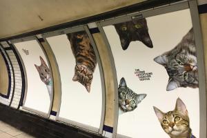 Жители Лондона выкупили надоевшую рекламу в метро и заменили ее фотографиями котов