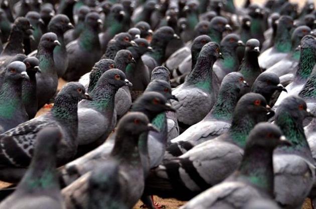 Голуби могут &quot;отменить&quot; неправильное решение вожака стаи