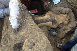 Палеонтологи виявили в Каліфорнії незвичайний череп мамонта