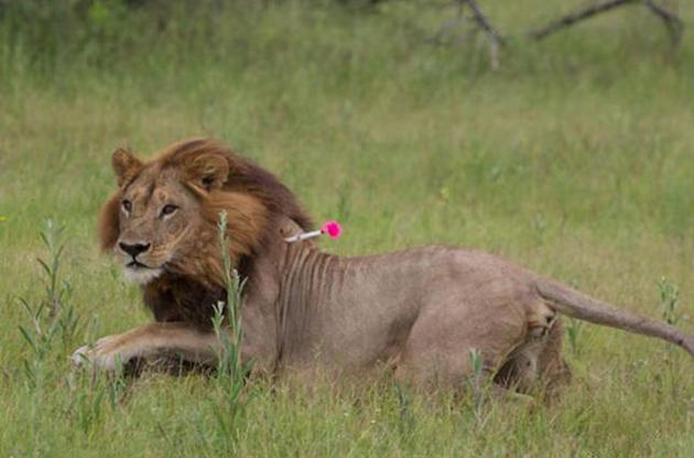 Львица, у которой отросла грива