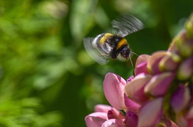 Бджоли можуть відчувати емоції та зміни настрою – вчені