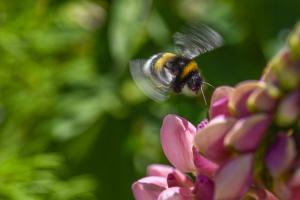 Бджоли можуть відчувати емоції та зміни настрою – вчені