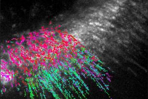 Вчені записали на відео рух молекул в живих клітинах