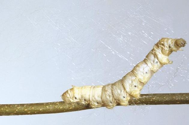 Вчені годували черв&#039;яків листям, яке обприскали розчином графена