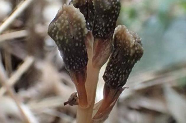 Найден новый вид растения, который не использует фотосинтез