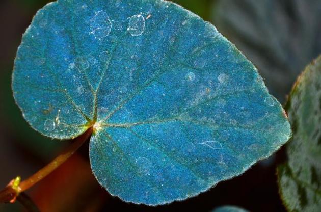 Блакитний колір листя рослин покращує фотосинтез - вчені