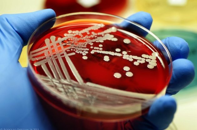 Стафилококки "обманывают" антибиотики с помощью "ложных целей" - ученые