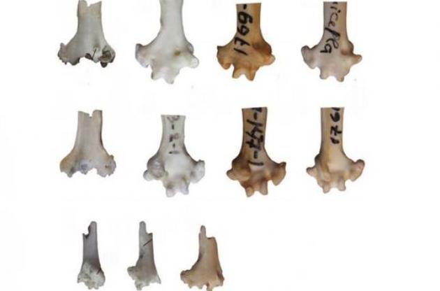 Вік знайденої кістки папуги становить 16-18 мільйонів років