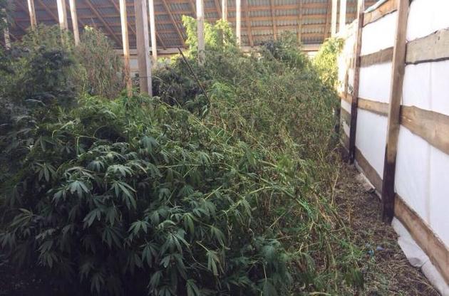 СБУ виявила на Кіровоградщині п'ять тонн врожаю елітної марихуани