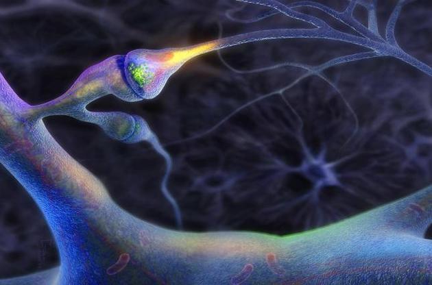 Вчені визначили біологічне з'єднання, що покращує пам'ять