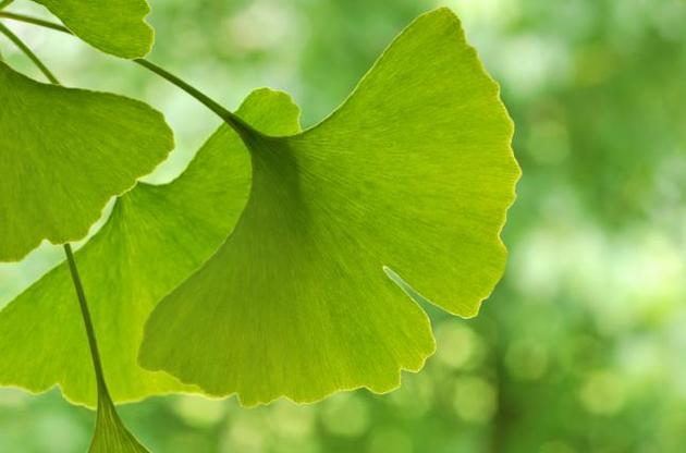 Вчені вперше розшифрували геном гінкго