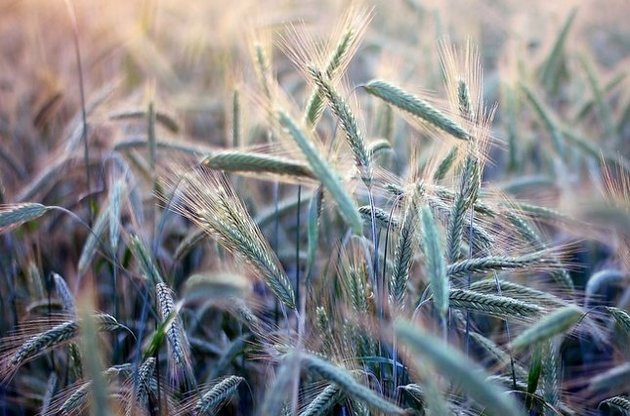 Найбільшу частку в українському експорті склали зернові культури