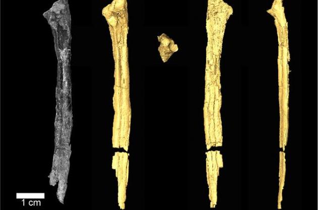 Вчені виявили рештки невідомого виду птахів