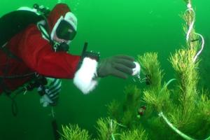 Одесские дайверы установили новогоднюю елку на затонувшем в Черном море судне