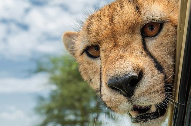 Популяцію гепардів може скоротитися удвічі в найближчі 5-10 років