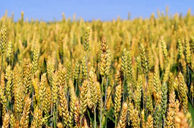 В Китае обнаружены семена пшеницы возрастом почти три тысячи лет