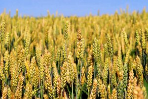 В Китае обнаружены семена пшеницы возрастом почти три тысячи лет