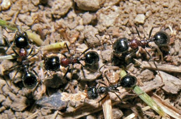 Муравьи проращивают твердые семена растений